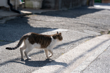 野良猫