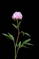 Peony on a black background