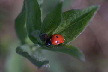 Coccinella