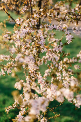 Fototapeta premium Bright pink flowers on a tree. Spring in the parks