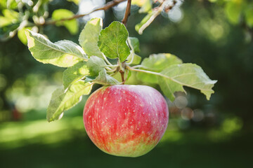 Large red apples close-up on a tree branch. Ripe fruits.