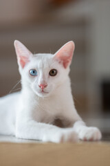 Close up portrait of a cat, domestic cat, kitty (selective focus)