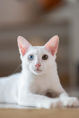 Naklejka na ściany i meble Close up portrait of a cat, domestic cat, kitty (selective focus)