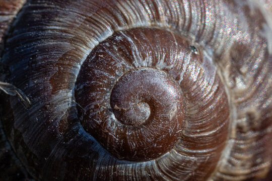 Spirale guscio di lumaca