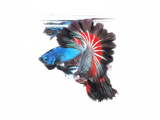 oil paint  siames fighting fish..betta splendens fish.and white background.