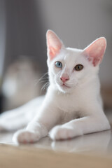 Close up portrait of a cat, domestic cat, kitty (selective focus)