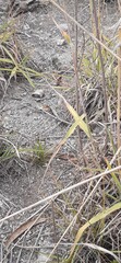 ants on the grass