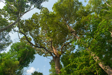 The big tree ant’s eye view at Thung Khai Botanic Garden in Yan Ta Khao District, Trang, Thailand.