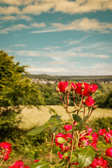 Red flowers blue sky
