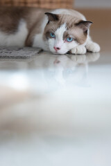 Close up portrait of a cat, domestic cat, kitty (selective focus)