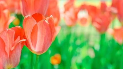Beautiful background of tulips growing in the garden