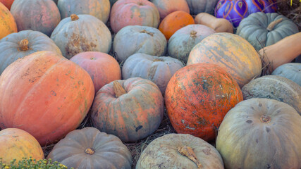 bright pumpkins pattern, autumn background, harvest concept, top view