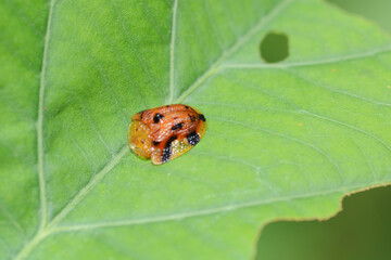 ladybird on leaf