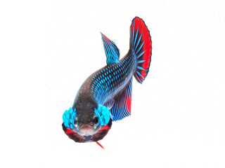 oil paint  siames fighting fish..betta splendens fish.and white background.