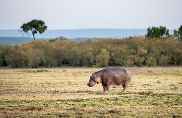 Naklejka na ściany i meble Hippo in the open grasslands of the Masai Mara, Kenya. Side view