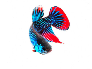 oil paint  siames fighting fish..betta splendens fish.and white background.