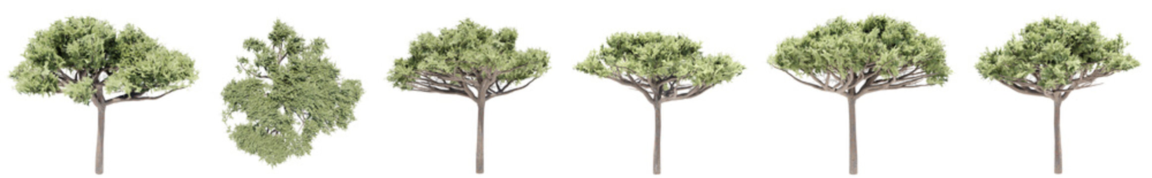 Set or collection of green stone pine trees isolated on white background. Concept or conceptual 3d illustration for nature, ecology and conservation, strength and endurance, force and life