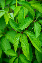Parthenocissus tricuspidata (Virginia creeper) in the garden. Shallow depth of field.