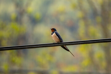 Barn swallow standing on electric cable, close up