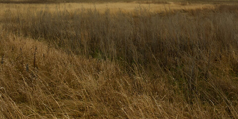 Thickets of dry steppe grasses as a background. Field vegetation.