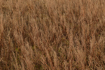 Thickets of dry steppe grasses as a background. Field vegetation.
