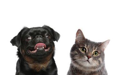 Cute cat and dog on white background. Fluffy friends