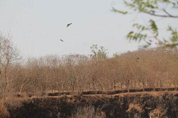 Birds in the Sky and Trees on Hill