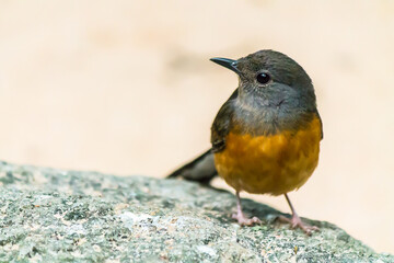 Female white rumped sharma bird (Copsychus malabaricus).