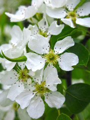 cherry blossoms white flowers in the spring in the garden