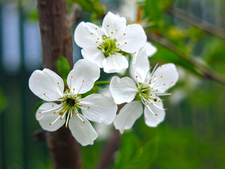 Fototapeta premium cherry blossoms white flowers in the spring in the garden