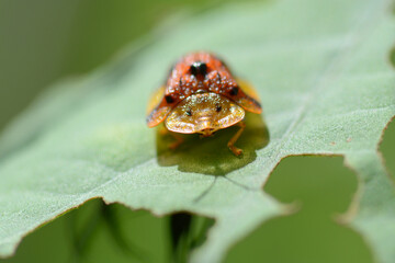 ladybird on a leaf
