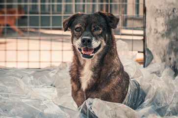 Portrait of sad dog in shelter waiting to be rescued and adopted to new home. Shelter for animals...