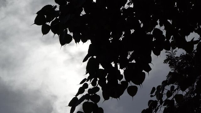 Sun flare behind beautiful Bodhi tree leaves against bright afternoon sky
