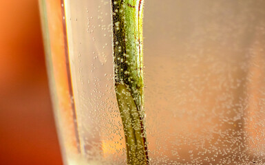 Air bubbles in a vase with water and a stalk of rose