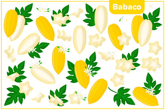 Set of vector cartoon illustrations with Babaco exotic fruits, flowers and leaves isolated on white background