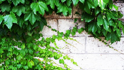 Naklejka na ściany i meble つる植物と壁_Creeper Plants Growing on stone wall
