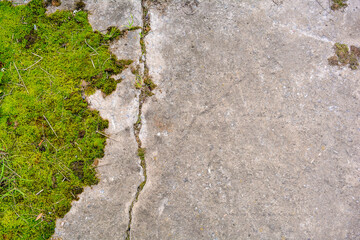 Broken and destroyed old cement walk way floor between them with moss and grass