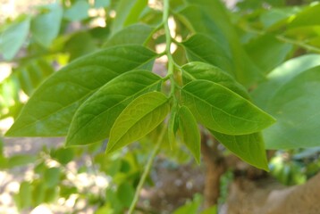 green leaves in the garden