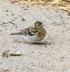 Sperling auf einem Weg sitzend