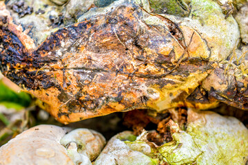 Mushroom cap growing on tree stump in grass. Autumn large fungus
