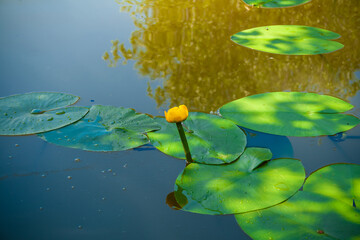A yellow unopened Lily flower grows in a pond, next to green leaves, during the day, in summer, in the reflection of a tree