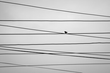 Silhouetted bird sitting on mesh of electric wires. Black and white