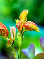 Young rose escape closeup on green background