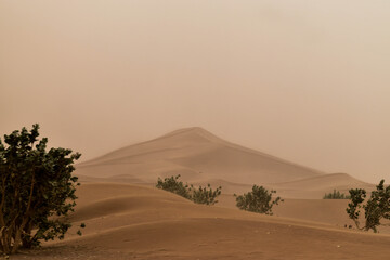 Fototapeta na wymiar Sahara's dunes in a sandstorm