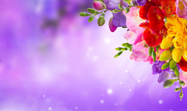 Fresh freesia flowers