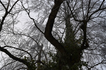 Trees with big branches in winter
