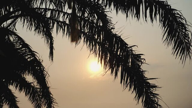 Palm tree at sunset, Vietnam Asia 4k