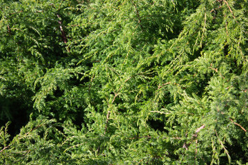green juniper branches