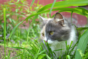 Cat sitting in the Green Grass in Summer and eats grass. Beautiful multi-colored Cat Outdoor