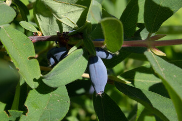 Honeysuckle berries